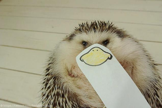 Illustration for article titled Hedgehog Impersonates Pikachu (and More)